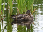 Mallard and Cattails