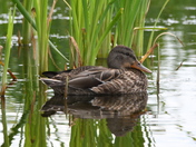 Mallard in the Cattails