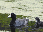 Coot and young