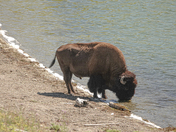 Yellowstone National Park 