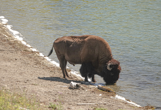 Yellowstone National Park 