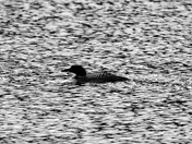 Glacier National Park