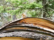 Glacier National Park