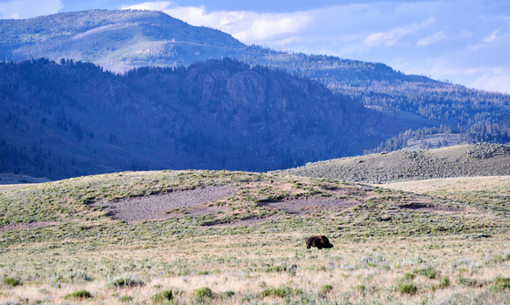 Yellowstone National Park