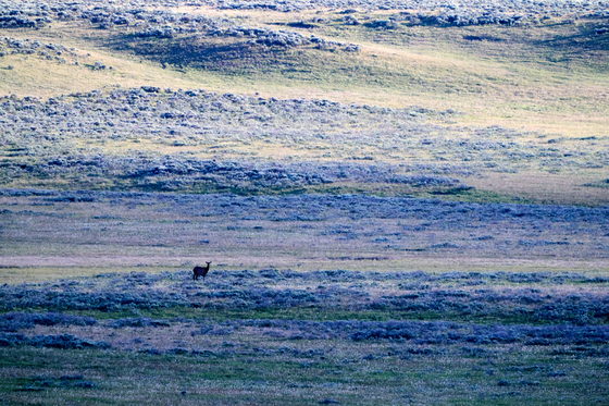 Yellowstone National Park
