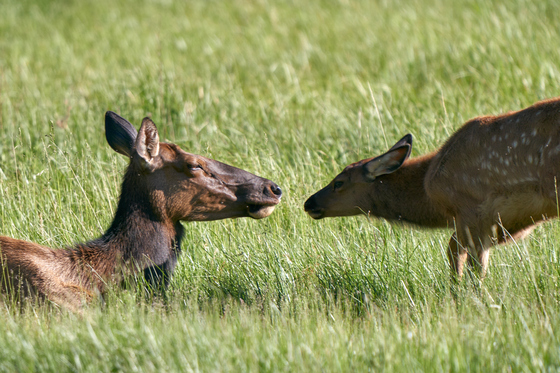 Yellowstone National Park