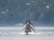 Amazing Humpback Whales 