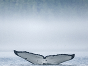 Amazing Humpback Whales 