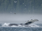 Amazing Humpback Whales 