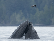 Amazing Humpback Whales 
