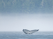 Amazing Humpback Whales 