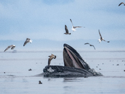 Amazing Humpback Whales 
