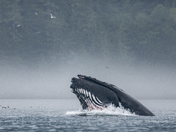 Amazing Humpback Whales 