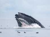 Amazing Humpback Whales 