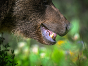 Up Close with Grizzly 168