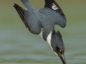 Belted male kingfisher 