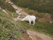 North Cascades National Park