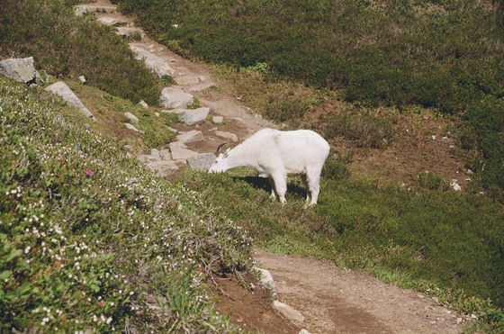 North Cascades National Park