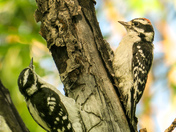Downy Woodpeckers