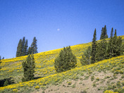 Yellowstone National Park 