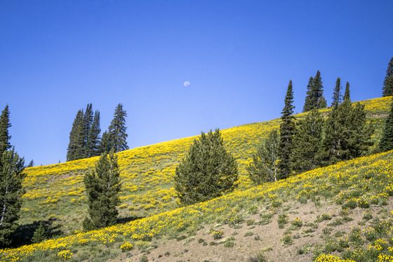 Yellowstone National Park 