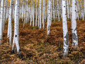 Gunnison National Forest