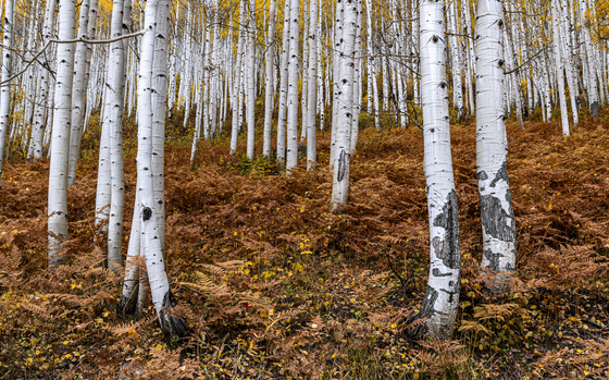 Gunnison National Forest