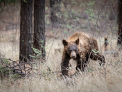 East Fork Black River - Apache Sitgreaves National Forest