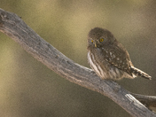 Coconino National Forest