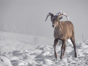 Coconino National Forest