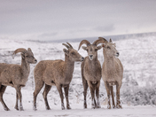 Coconino National Forest