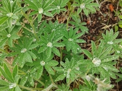 Black Canyon of the Gunnison National Park