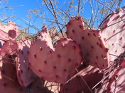 Big Bend National Park