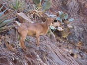 Big Bend National Park