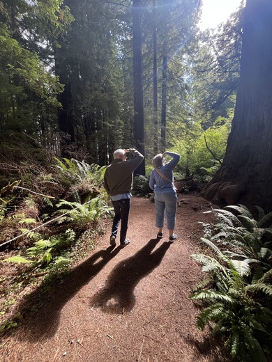 Redwood National Park