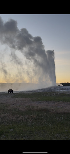 Old Faithful 