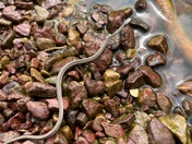 Glacier National Park