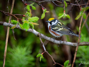 Chestnut-sided Warbler
