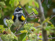 Yellow-rumped warbler