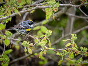 Yellow-rumped warbler