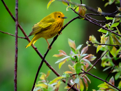 Yellow warbler
