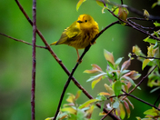 Yellow warbler