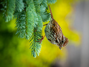 Song sparrow