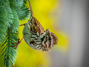 Song sparrow