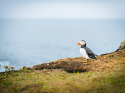 The Puffin 