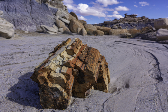 Petrified Forest National Park