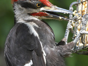 Pileated Woodpecker