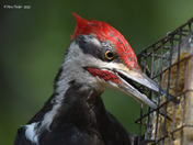 Pileated Woodpecker
