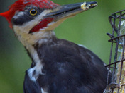 Pileated Woodpecker