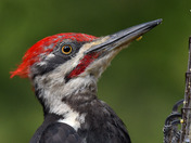 Pileated Woodpecker